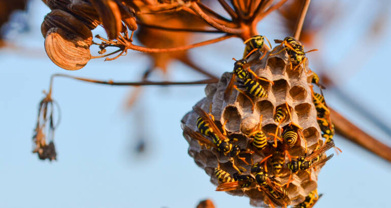 Wasp Prevention
