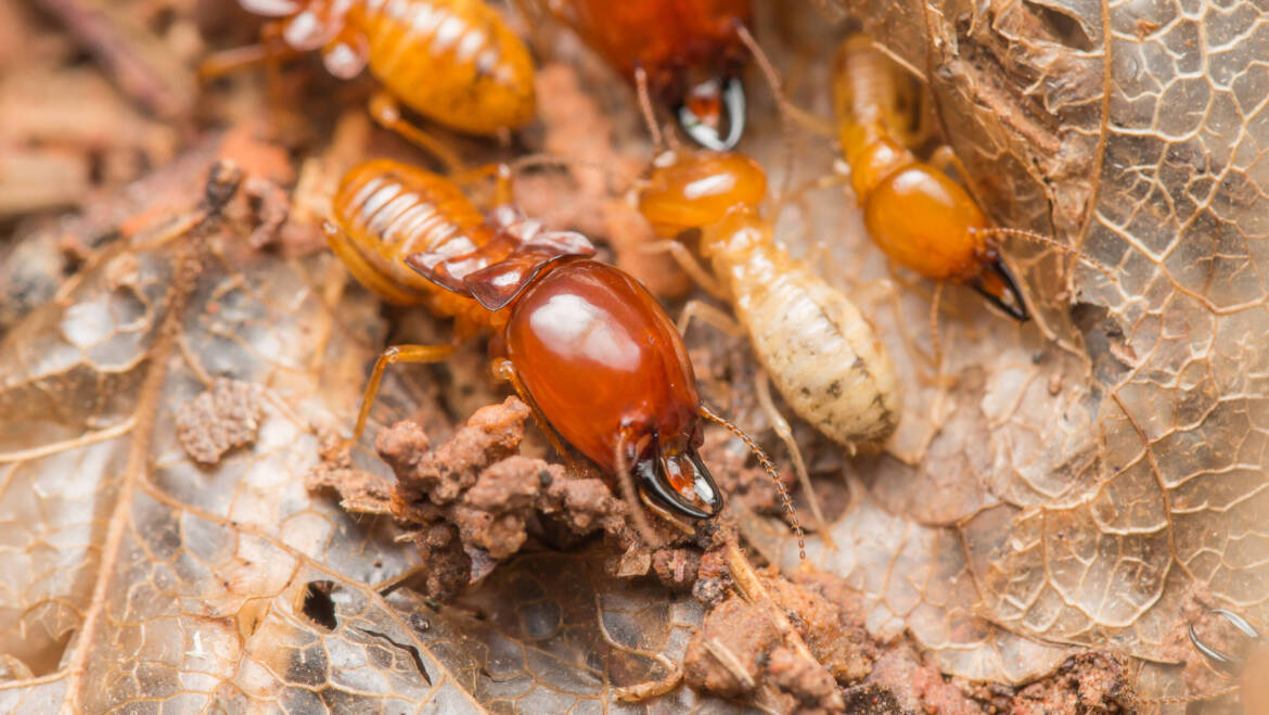 Termite Preventative and Corrective