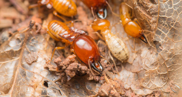Termite Preventative and Corrective